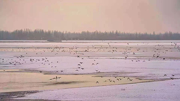 莎车县叶尔羌国家湿地公园