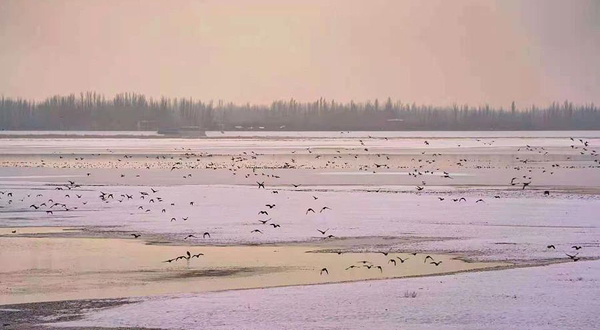 莎车县叶尔羌国家湿地公园