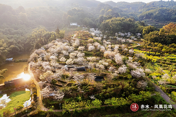 赤水凤凰花坞第 9 张图片