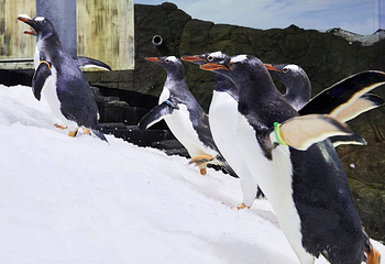 悉尼水族馆第 16 张图片