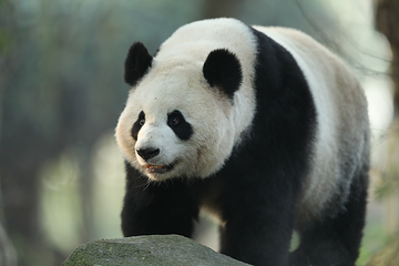 成都大熊猫繁育研究基地第 29 张图片