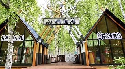 白桦林景区第 12 张图片