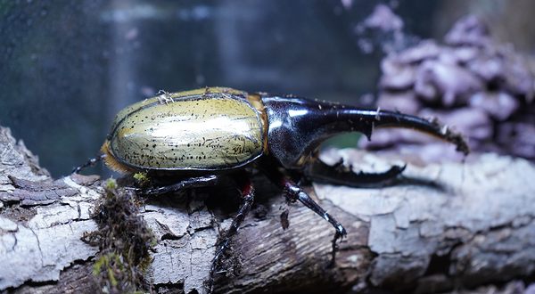法米未来动物城