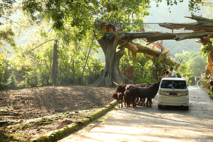 茂物野生动物园
