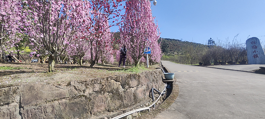 杨梅基地第 23 张图片