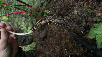 长白山雪崩山徒步基地