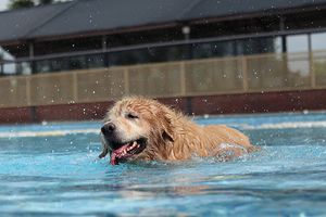 酷贝e族宠物文化基地