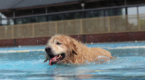 酷贝e族宠物文化基地