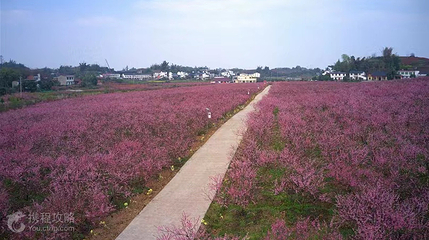 半岛桃花溪第 3 张图片