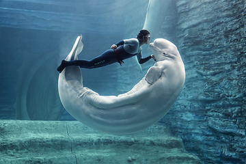 三亚亚特兰蒂斯失落的空间水族馆第 74 张图片