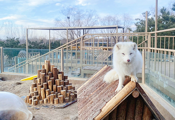 ZooLand动物王国第 39 张图片