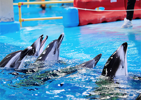 海豚之家&奇趣海洋科普馆