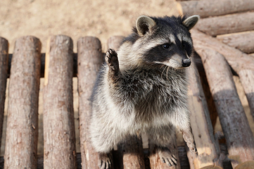 ZooLand动物王国第 50 张图片