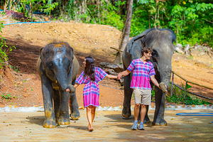 芭东拥抱大象保护营