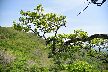 松峰山景区第 42 张图片