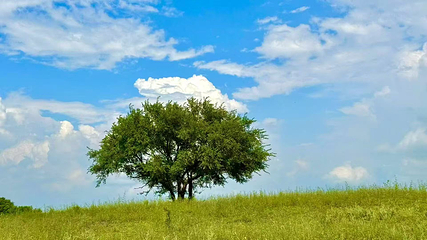 科尔沁疏林草原风景区第 8 张图片