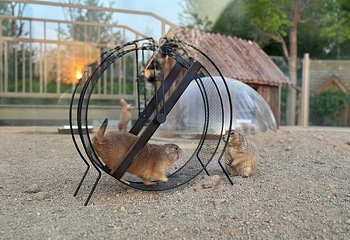 ZooLand动物王国第 46 张图片