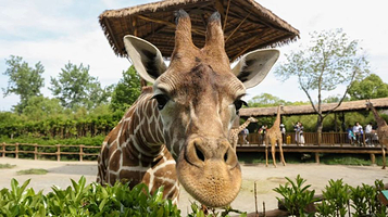 长颈鹿雅苑