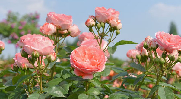 月季谷萌趣森活乐园