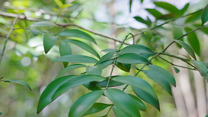 井冈山植物园第 5 张图片