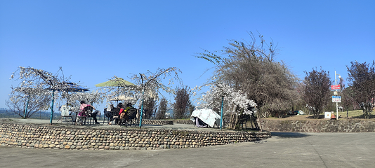 杨梅基地第 9 张图片