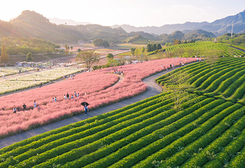 花田美地第 13 张图片