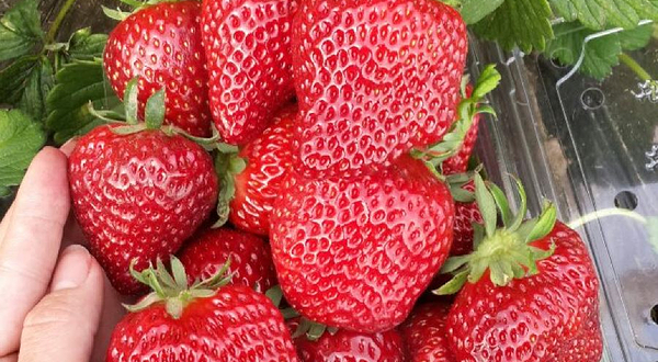 冶河草莓采摘园