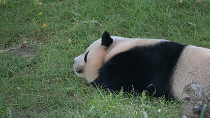 太阳岛大熊猫馆第 17 张图片
