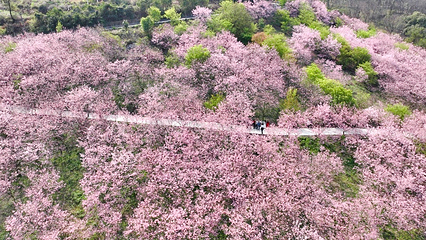 柳州樱花谷农业园第 7 张图片