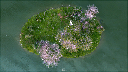 天湖鹭鸟生态风景区第 35 张图片
