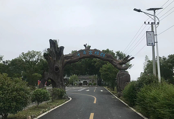 千年古樟群第 10 张图片