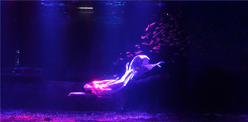 海昌海洋馆第 76 张图片