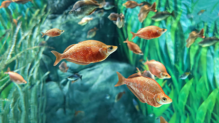 上海海洋水族馆第 93 张图片