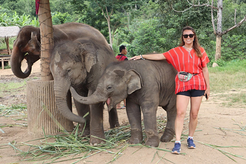 Bamboo Elephant Family Care第 6 张图片