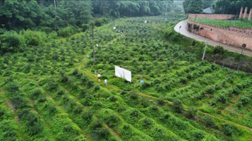 果多多生态蓝莓基地