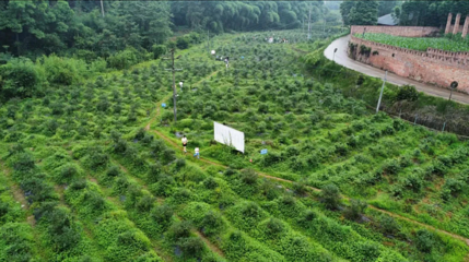 果多多生态蓝莓基地第 1 张图片