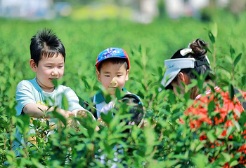 安徽白云春毫茶旅研学基地第 8 张图片