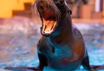 佐治亚水族馆第 4 张图片