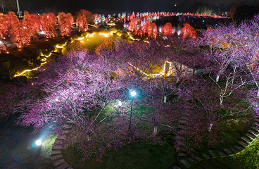 问花村第 85 张图片