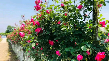 慕藤月鲜花农场