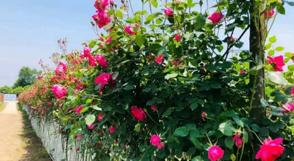 慕藤月鲜花农场