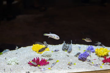 河内乐天世界水族馆第 19 张图片