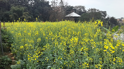 鹤鸣洲湿地公园第 16 张图片