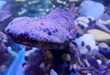 上海海洋水族馆第 165 张图片