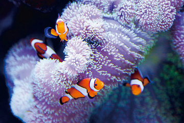 海滨城浩海立方海洋公园第 66 张图片