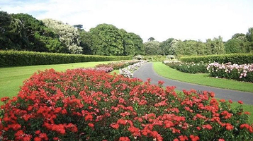 金城古寨玫瑰园