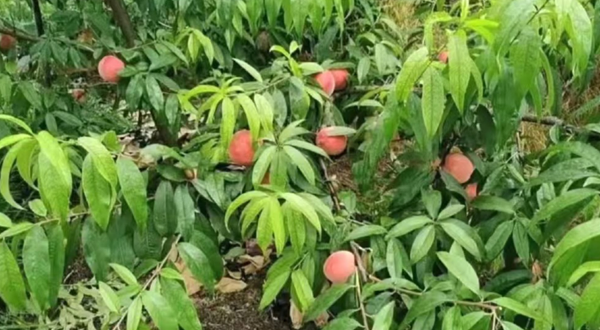 合江镇韦家山休闲园