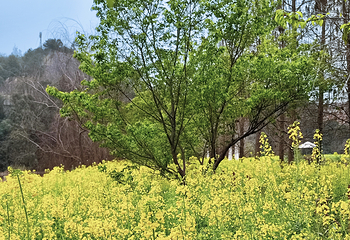 鹤鸣洲湿地公园第 21 张图片