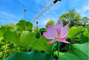 滕州微山湖红荷湿地第 81 张图片