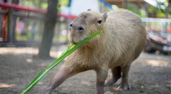 顽皮世界野生动物园